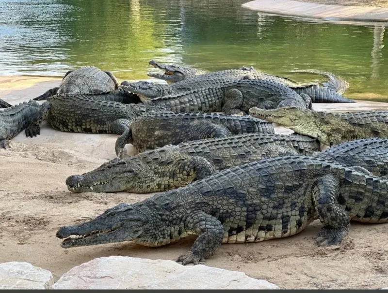 Nile crocodiles resting on the sand by the water
