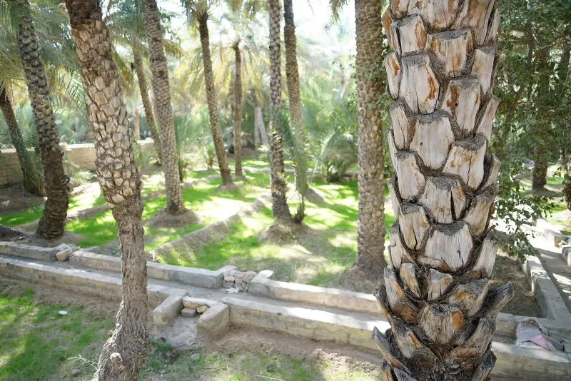 Falaj irrigation channel among the date palms of Al Ain Oasis