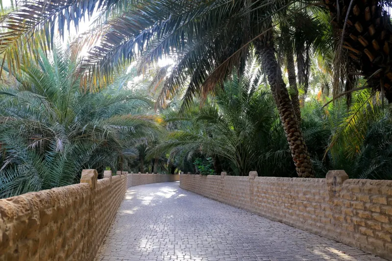 Shaded path between date palms in Al Ain Oasis
