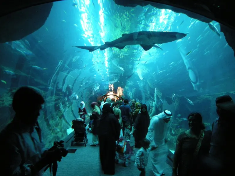 Visitors in the Dubai Aquarium tunnel with a shark overhead