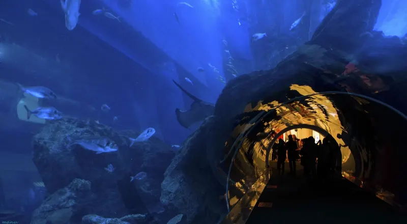Walk-through tunnel under the big tank of the Dubai Aquarium