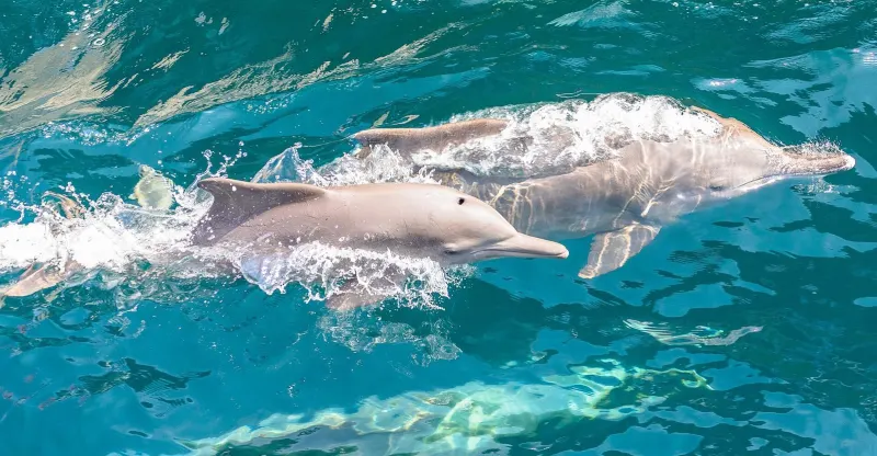 Humpback dolphins in Khor Ash Sham near Khasab