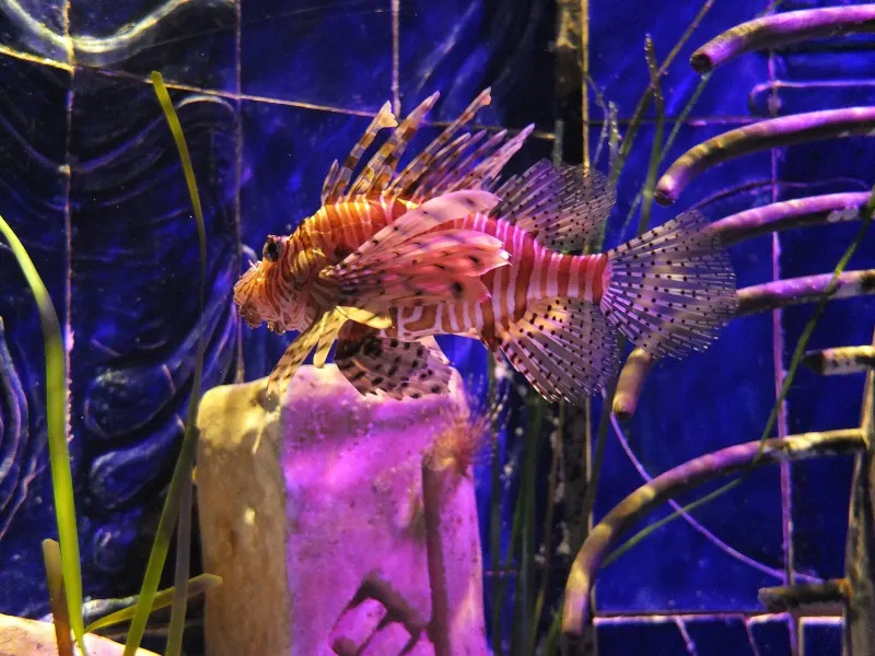 Lionfish in a tank at The Lost Chambers Aquarium