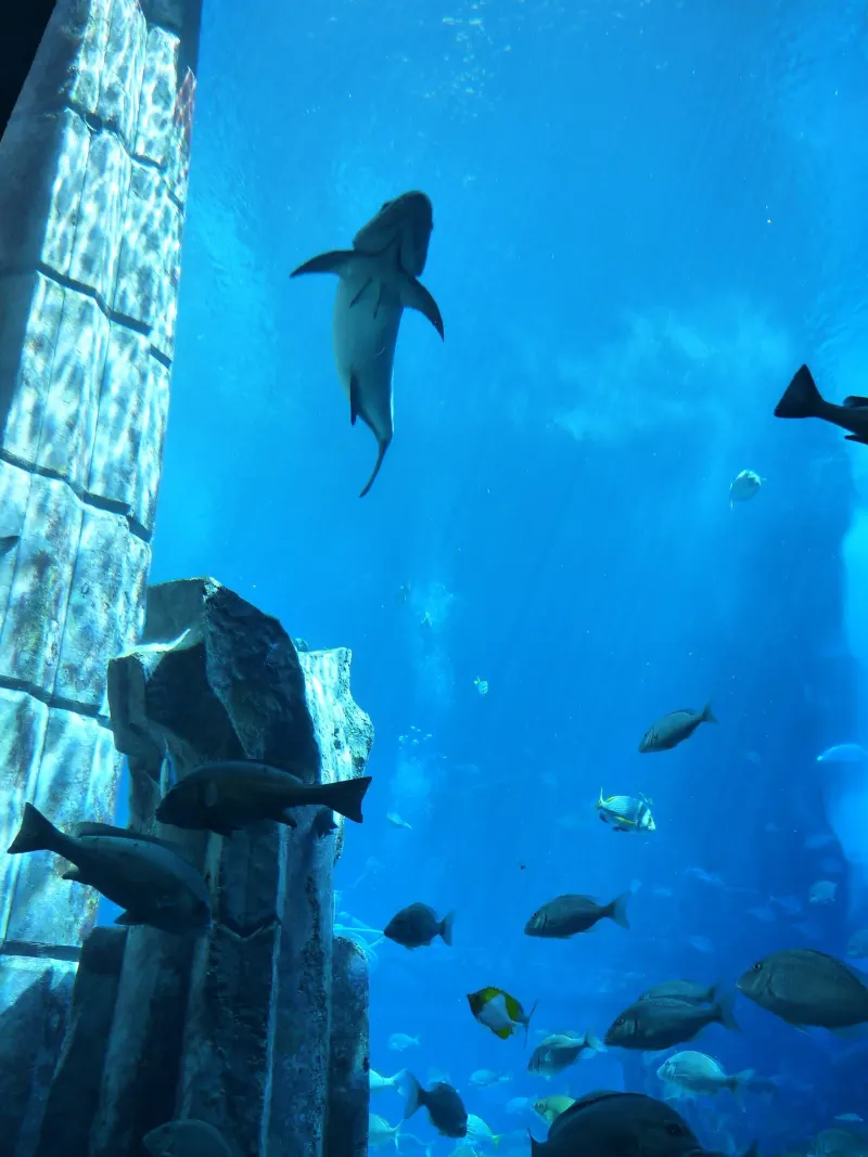 Shark swimming past the sunken ruins of The Lost Chambers Aquarium