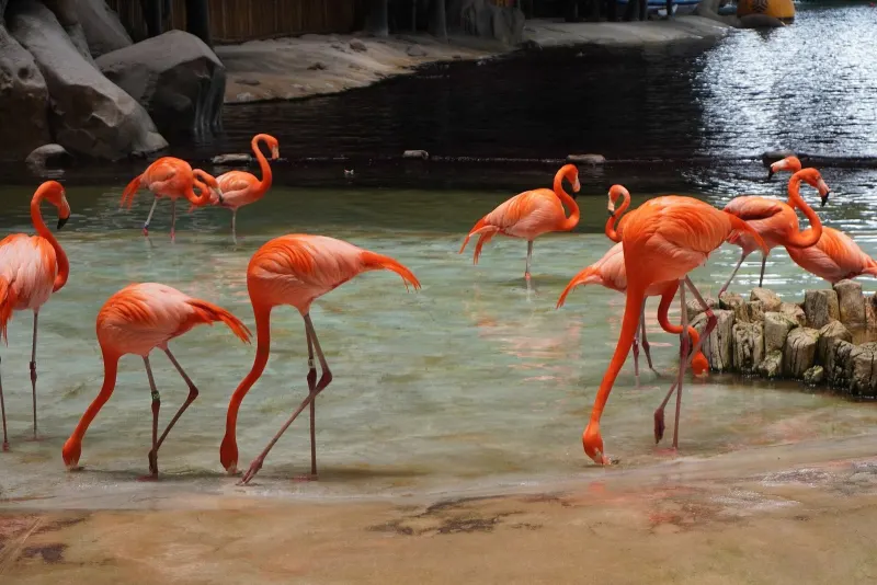 Flamingos in the tropical realm of SeaWorld Abu Dhabi
