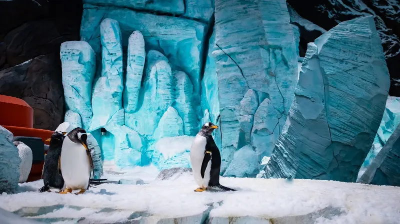 Penguins in the polar realm of SeaWorld Abu Dhabi