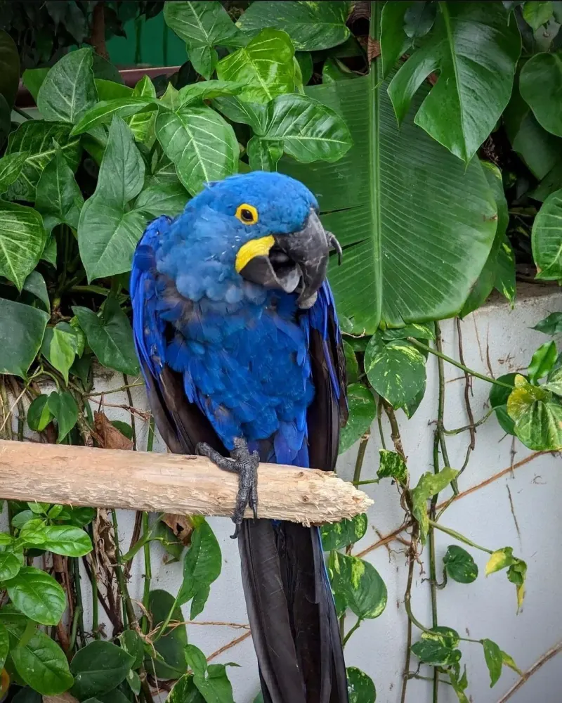 Blue hyacinth macaw on a branch