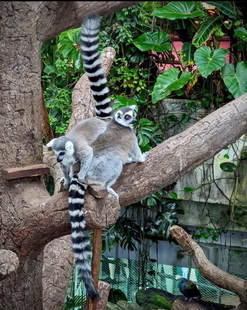 Ring-tailed lemurs on a tree trunk