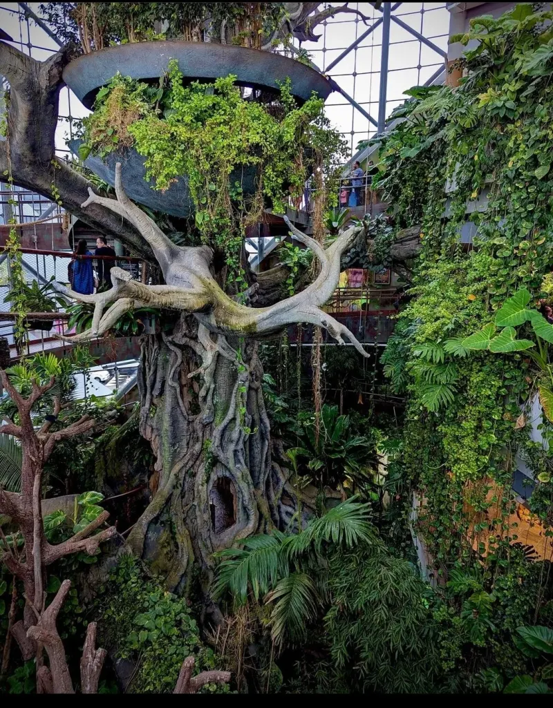 Giant tree inside The Green Planet’s indoor rainforest