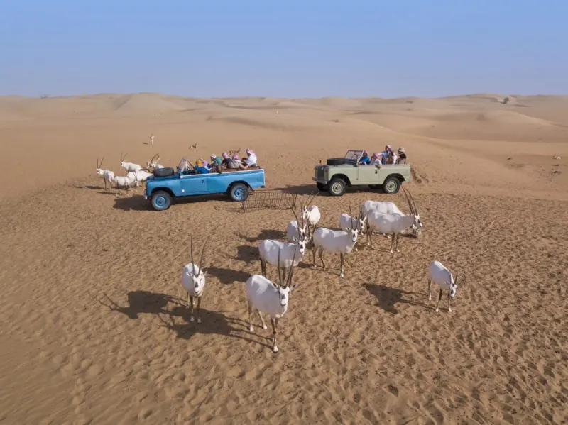 Two vintage Land Rovers with guests watching a herd of oryx