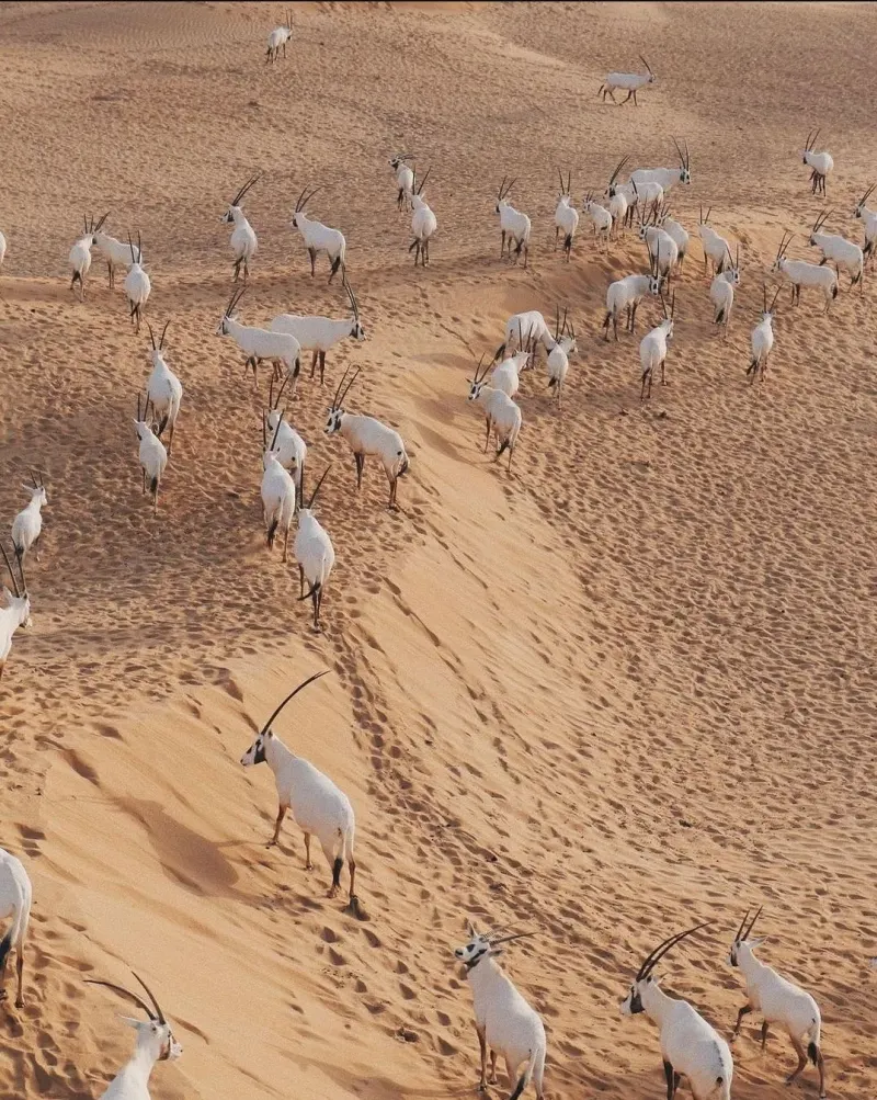Herd of Arabian oryx crossing a dune