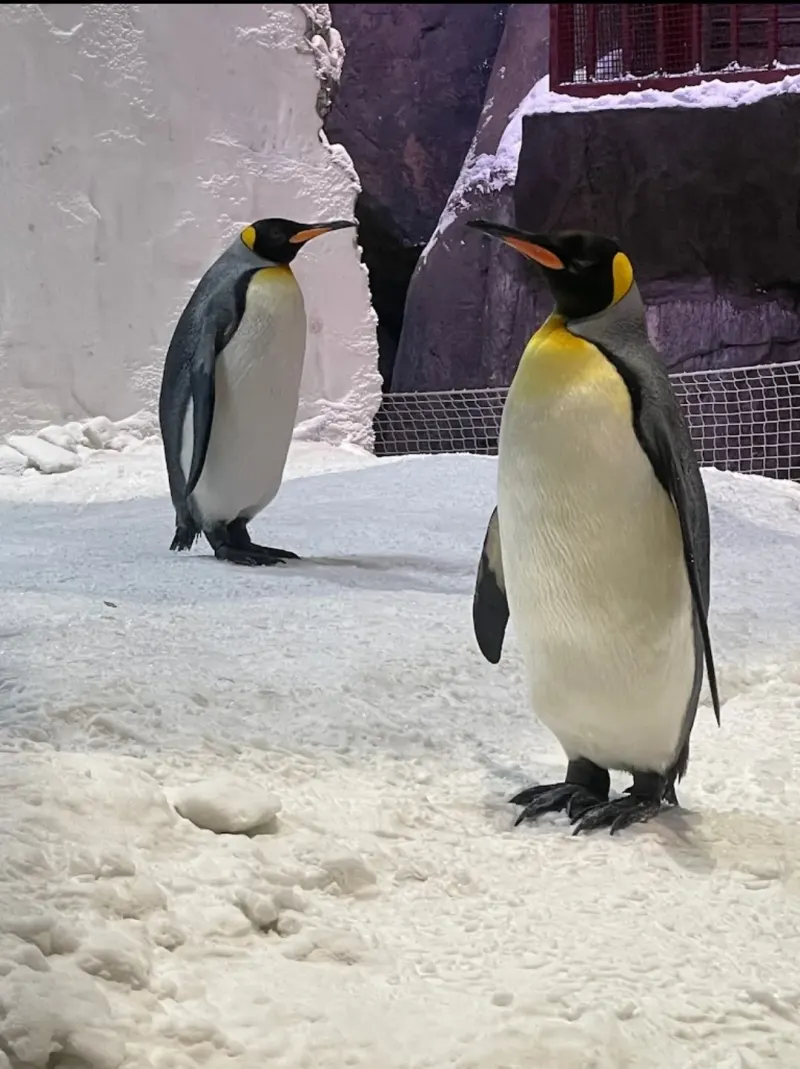 King penguins on the snow at Ski Dubai